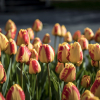 Flora Olomouc 2024